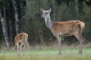 biche et faon biche et faon